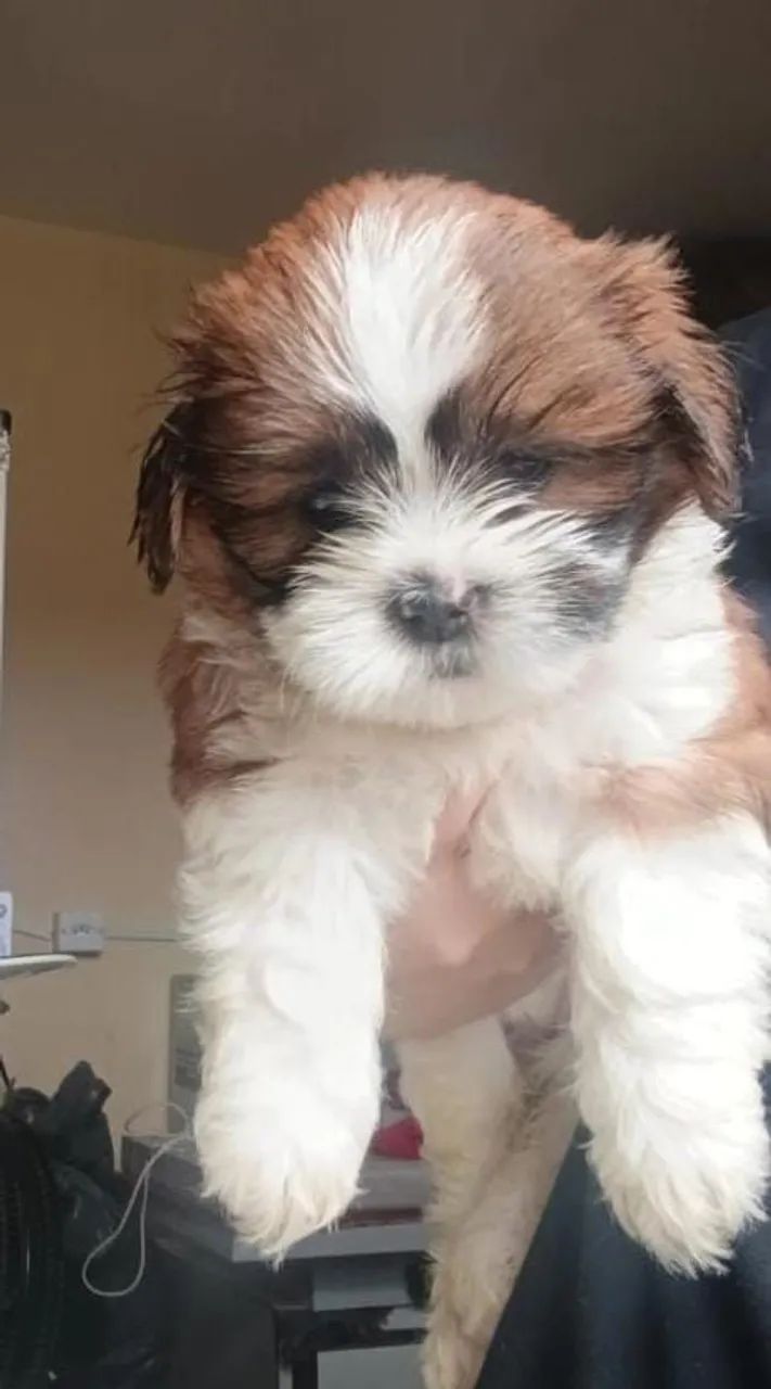 Shih tzu Linda  - Foto 3