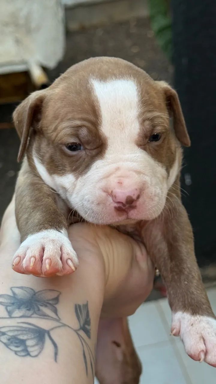 Cachorro pit monster  - Foto 2