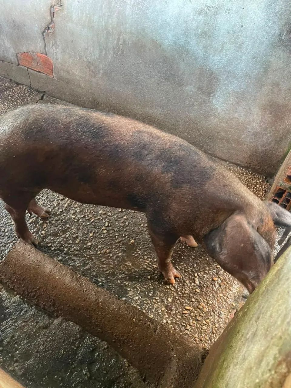 Porco capado. - Foto 2