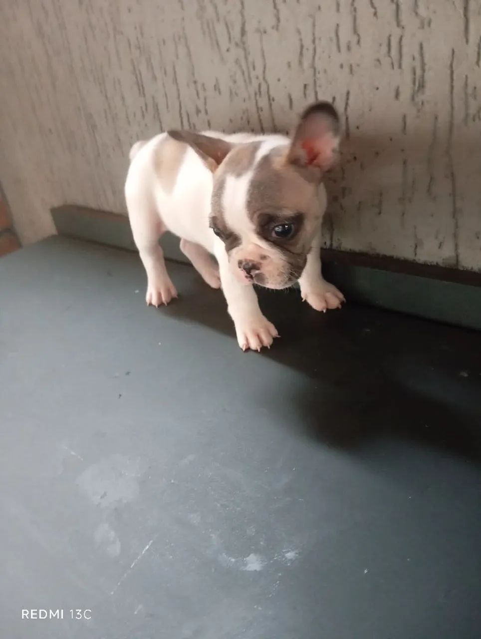 Lindo Filhote de Bulldog Francês  - Foto 2