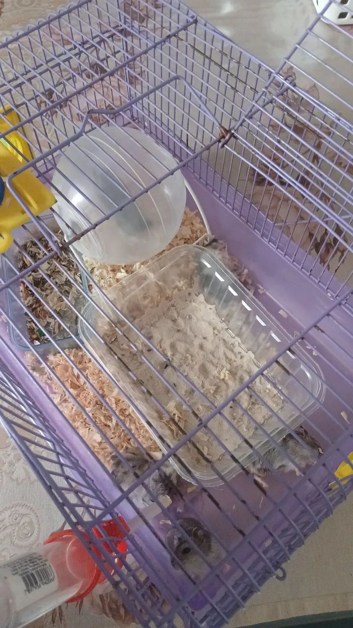 Hamster filhote