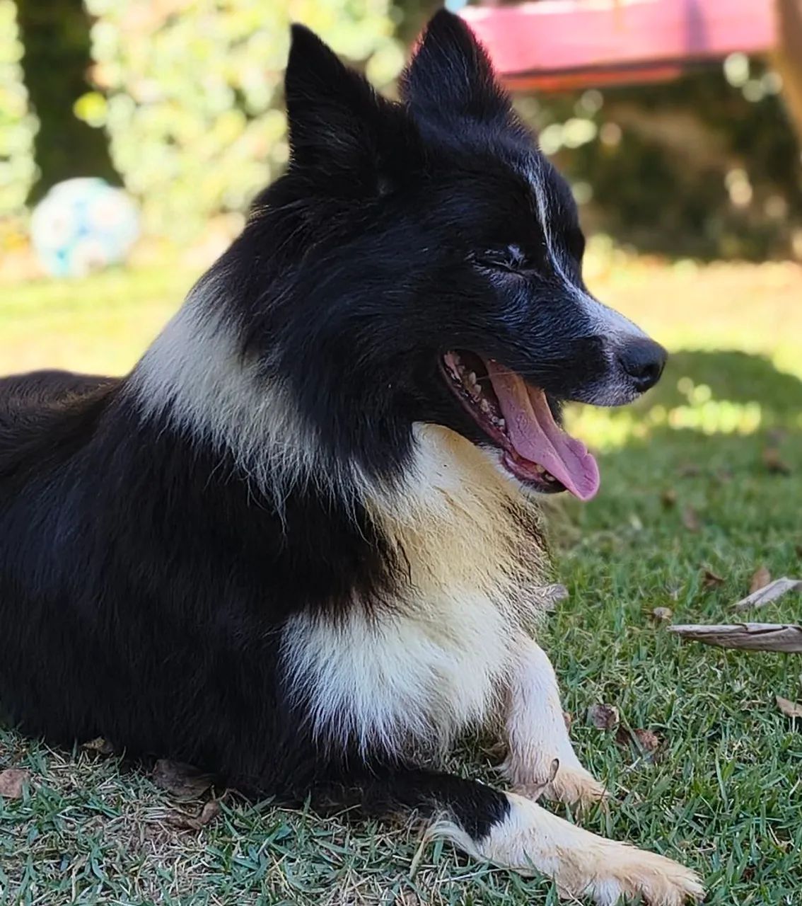 Lindo macho (pedigree CBKC) - Foto 3