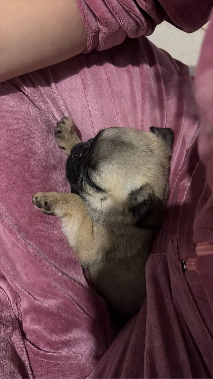 Pug - Foto 4