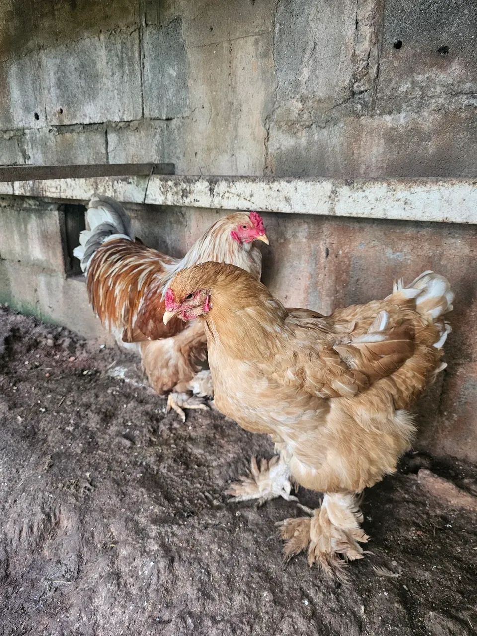 Casal Brahma Lemon  - Foto 4