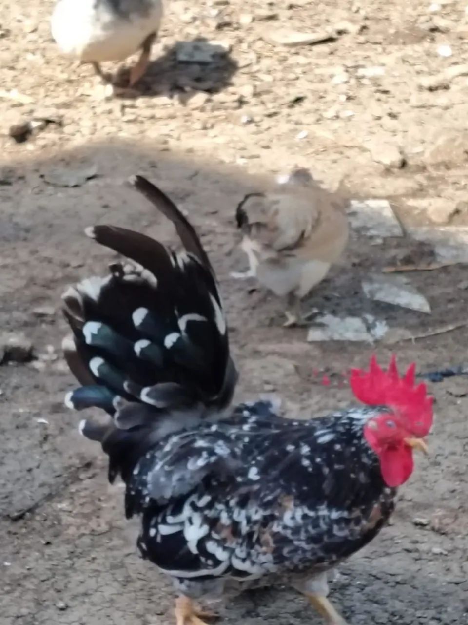 Vendo galos Garnizé  - Foto 5