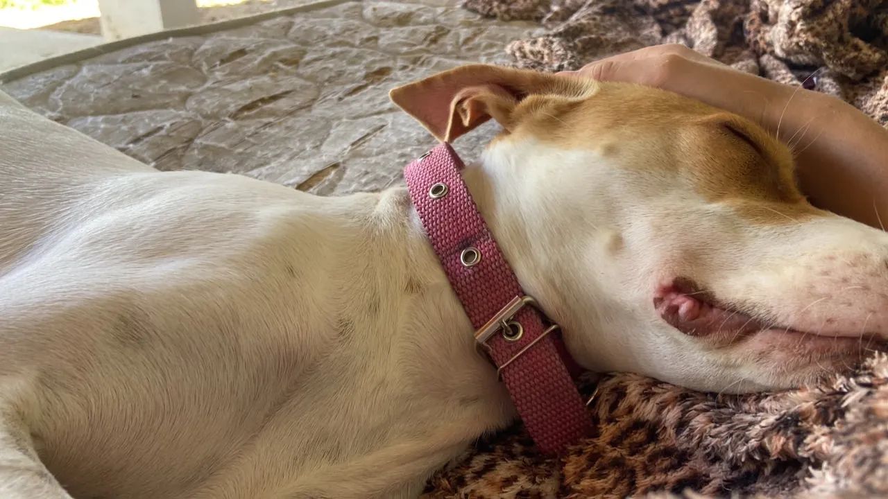 CACHORRA FEMEA EXTREMAMENTE DOCIL - Foto 5