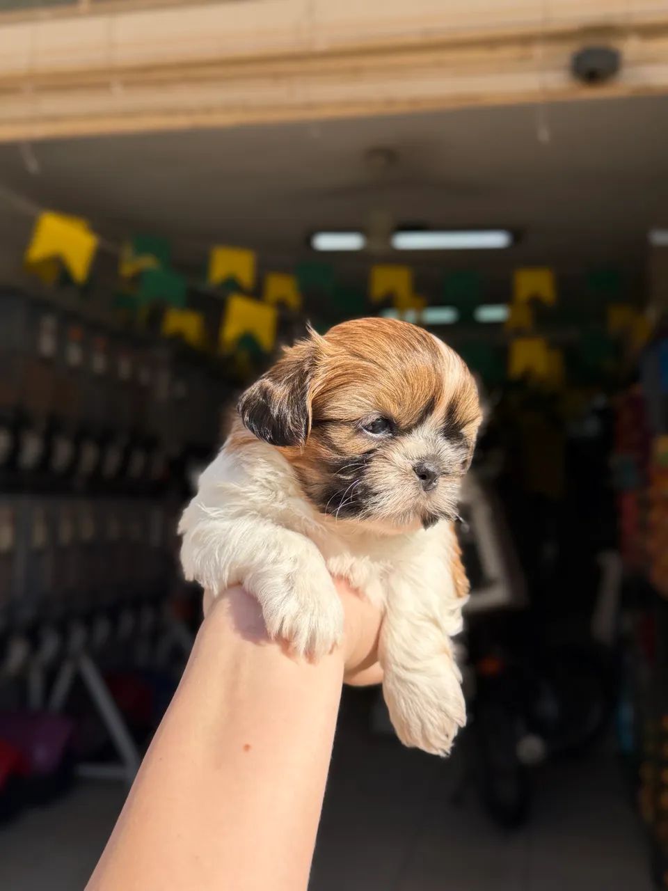 Shihtzu MACHO  - Foto 3