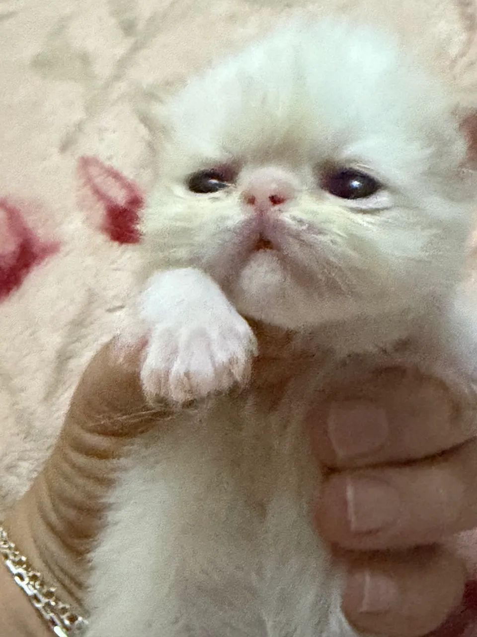 Filhotes de gato persa fêmea  - Foto 2