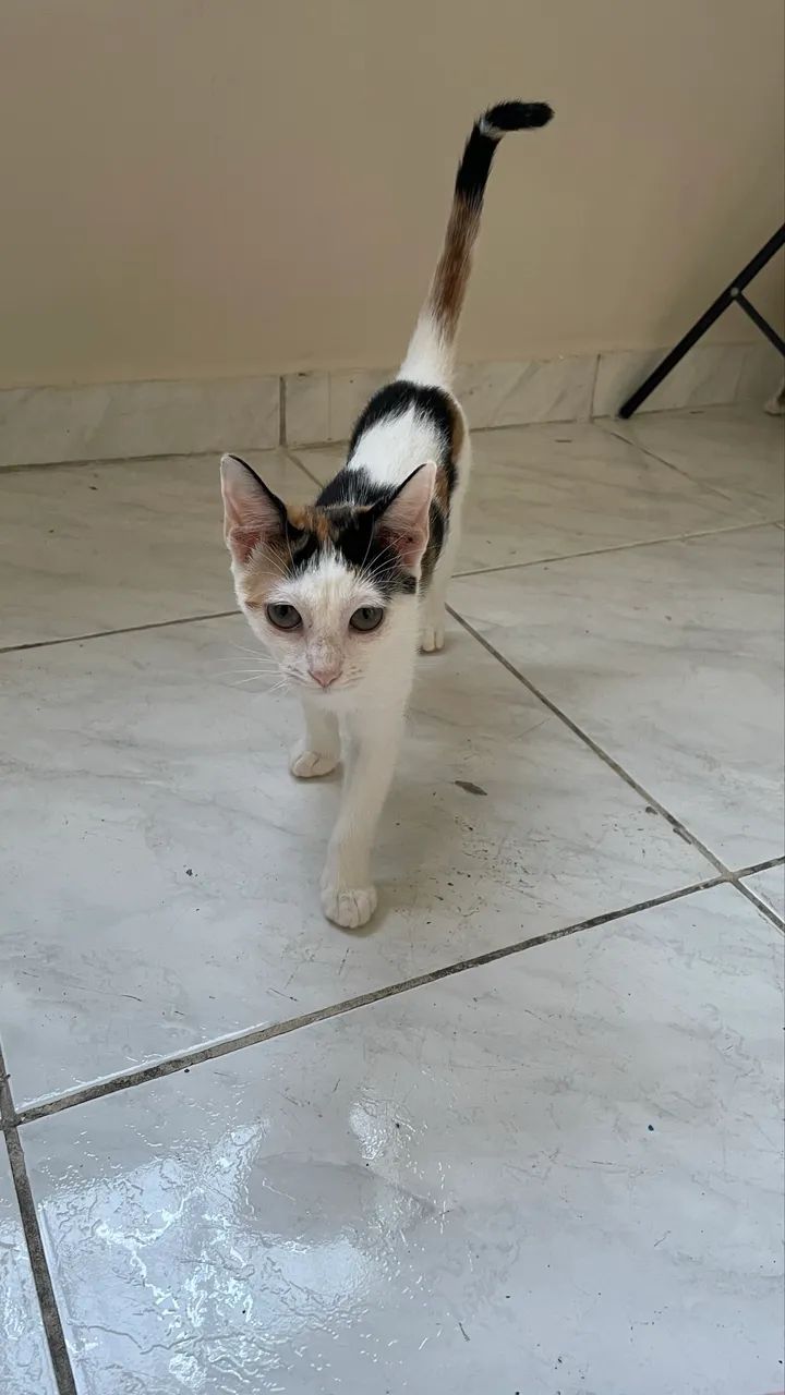 Gatinha fêmea 5 meses  - Foto 2