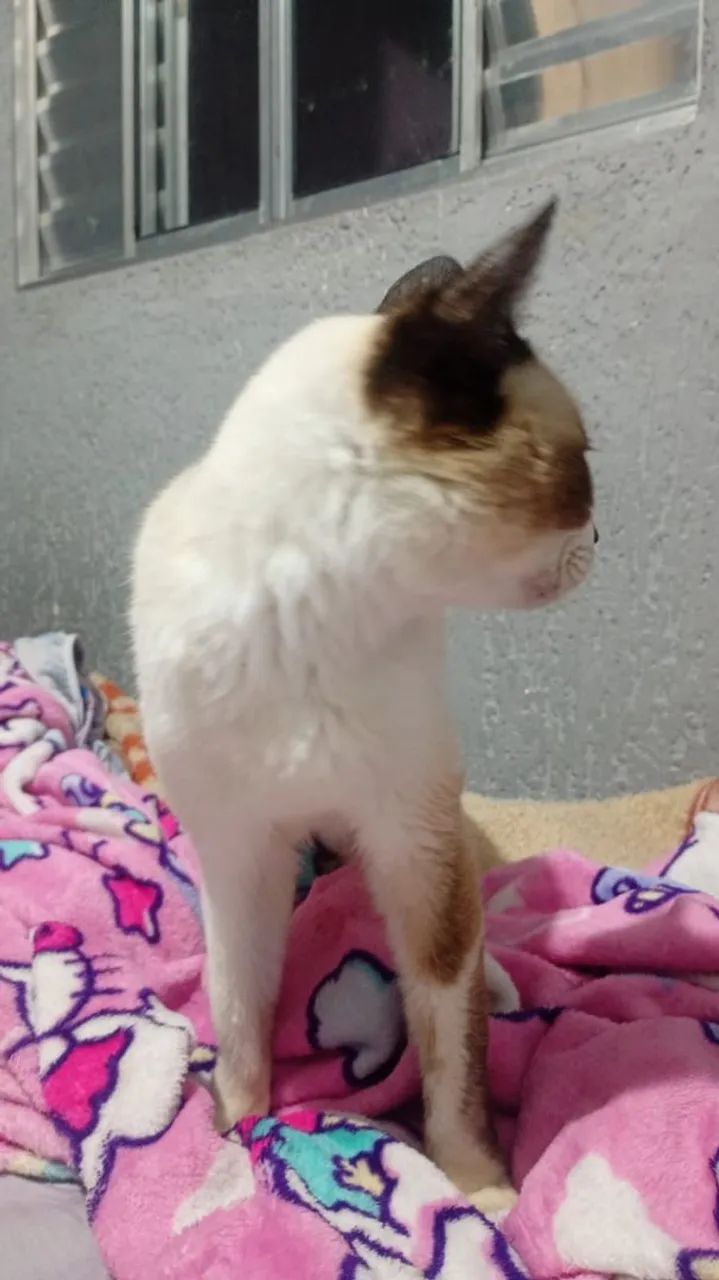 Gata - Foto 2