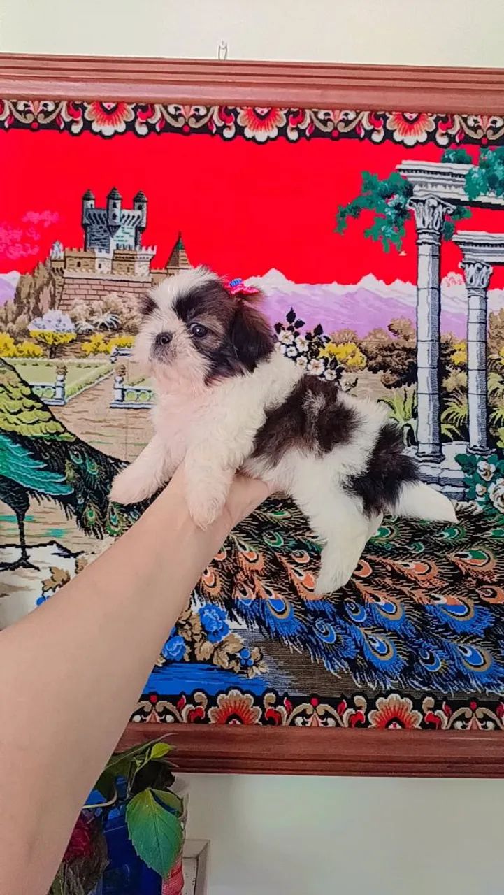 Filhotes mini shih tzu 