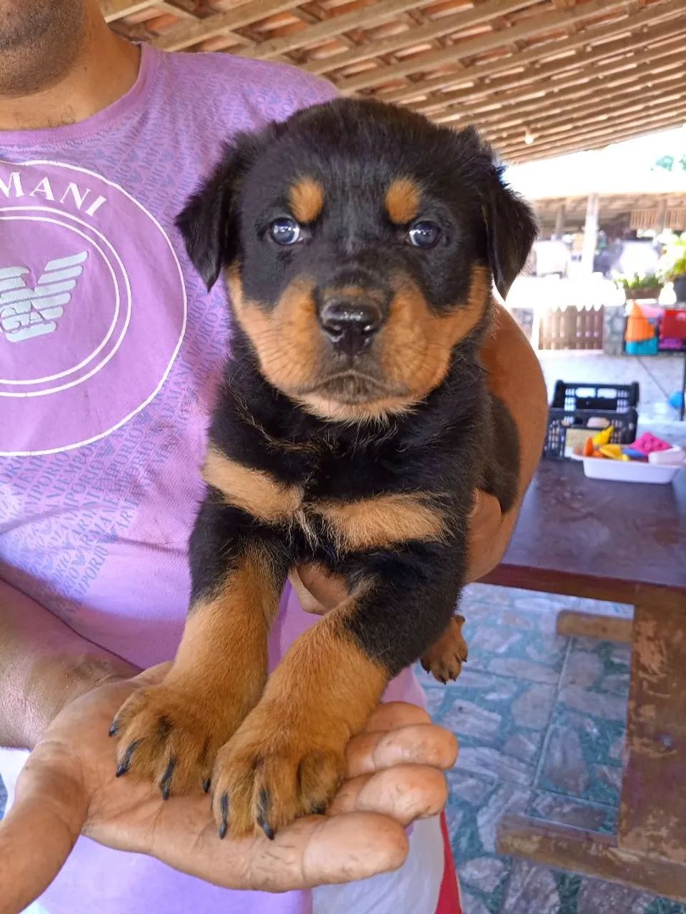 Filhotes de rottweiler  - Foto 2