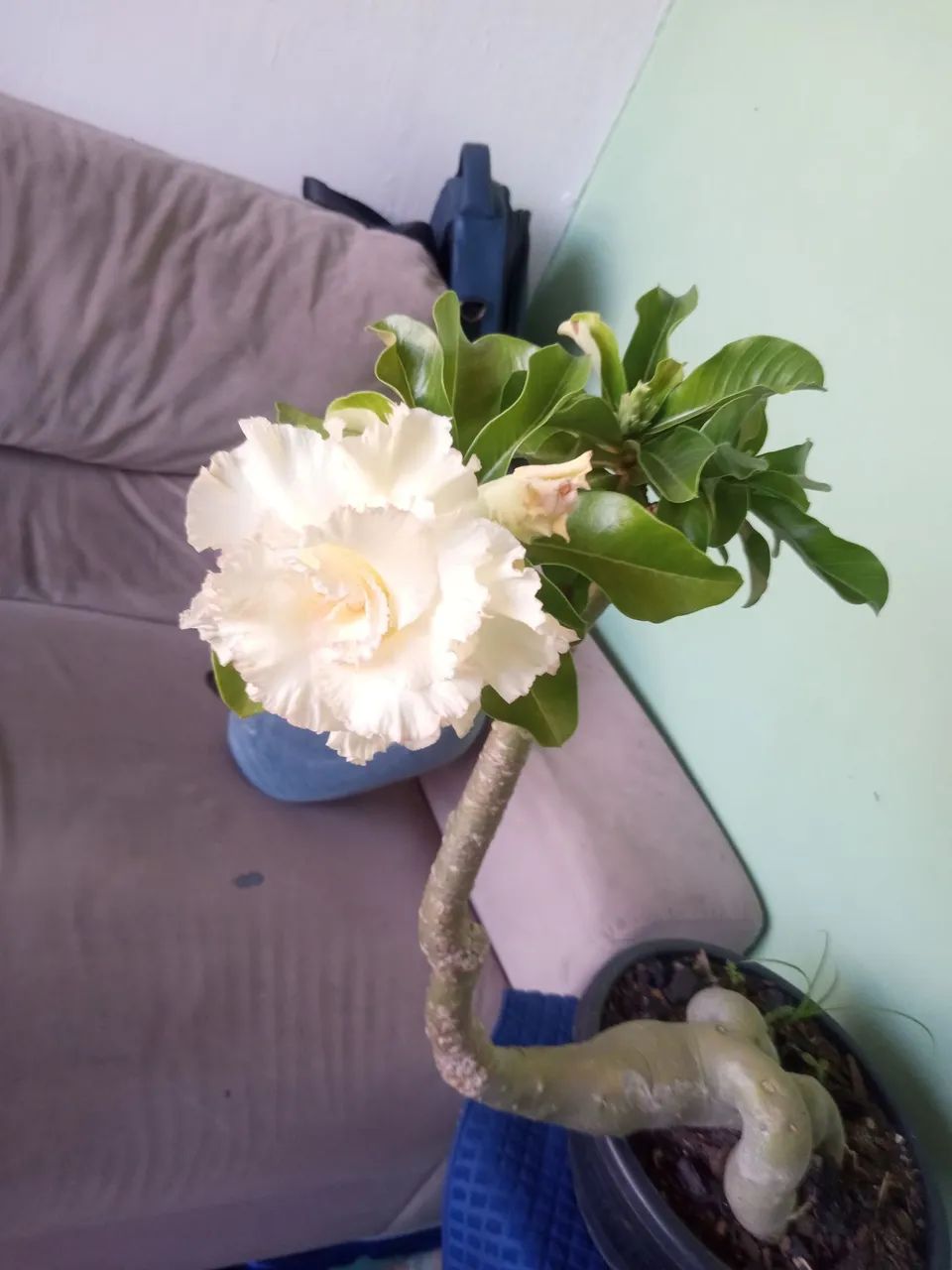 Rosa do deserto - Foto 4