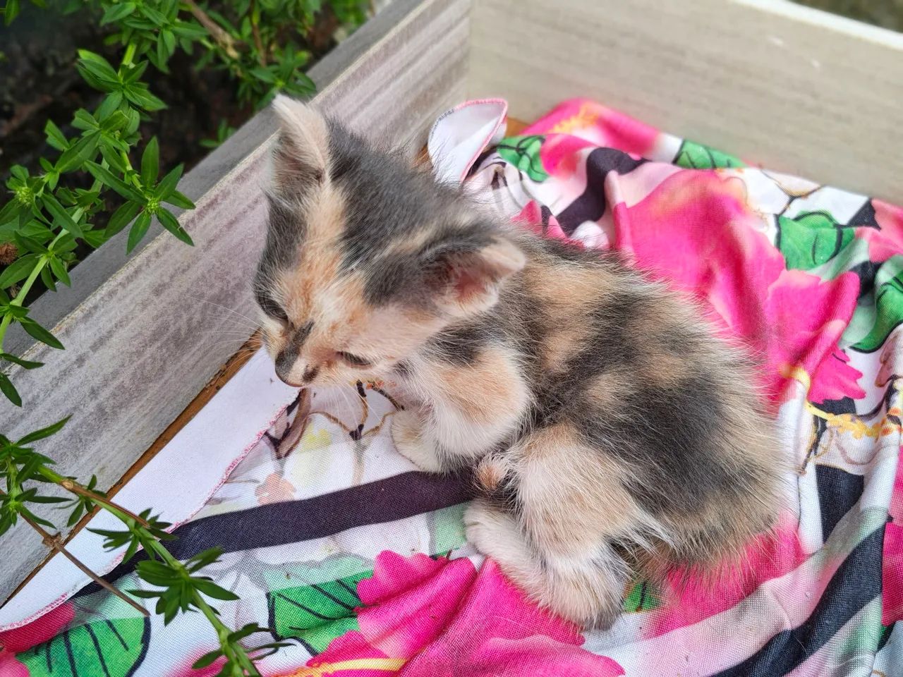 Gatinhas - Foto 5