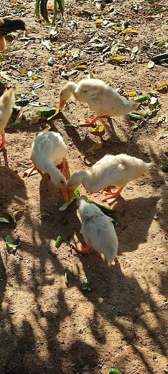 Casal de Marreco pequim - Foto 3