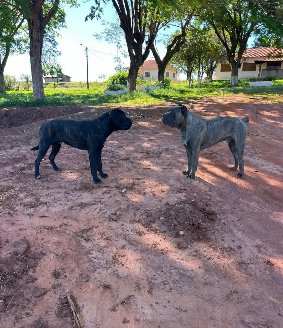 Filhotes de Cane Corso 