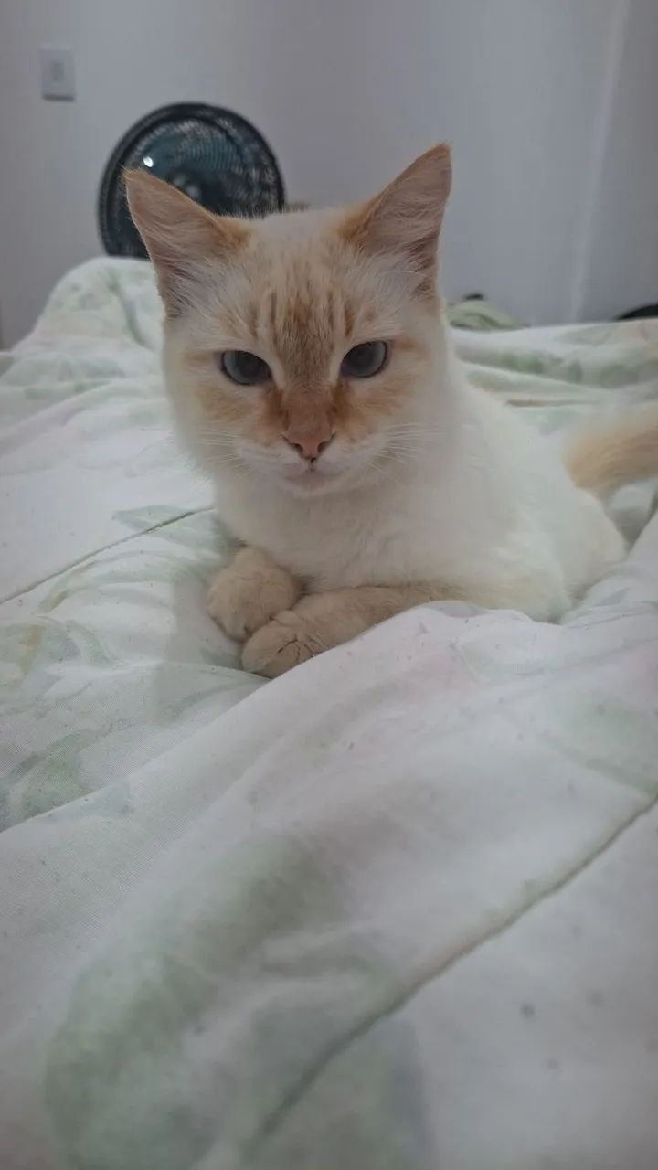 Gatinha  - Foto 2