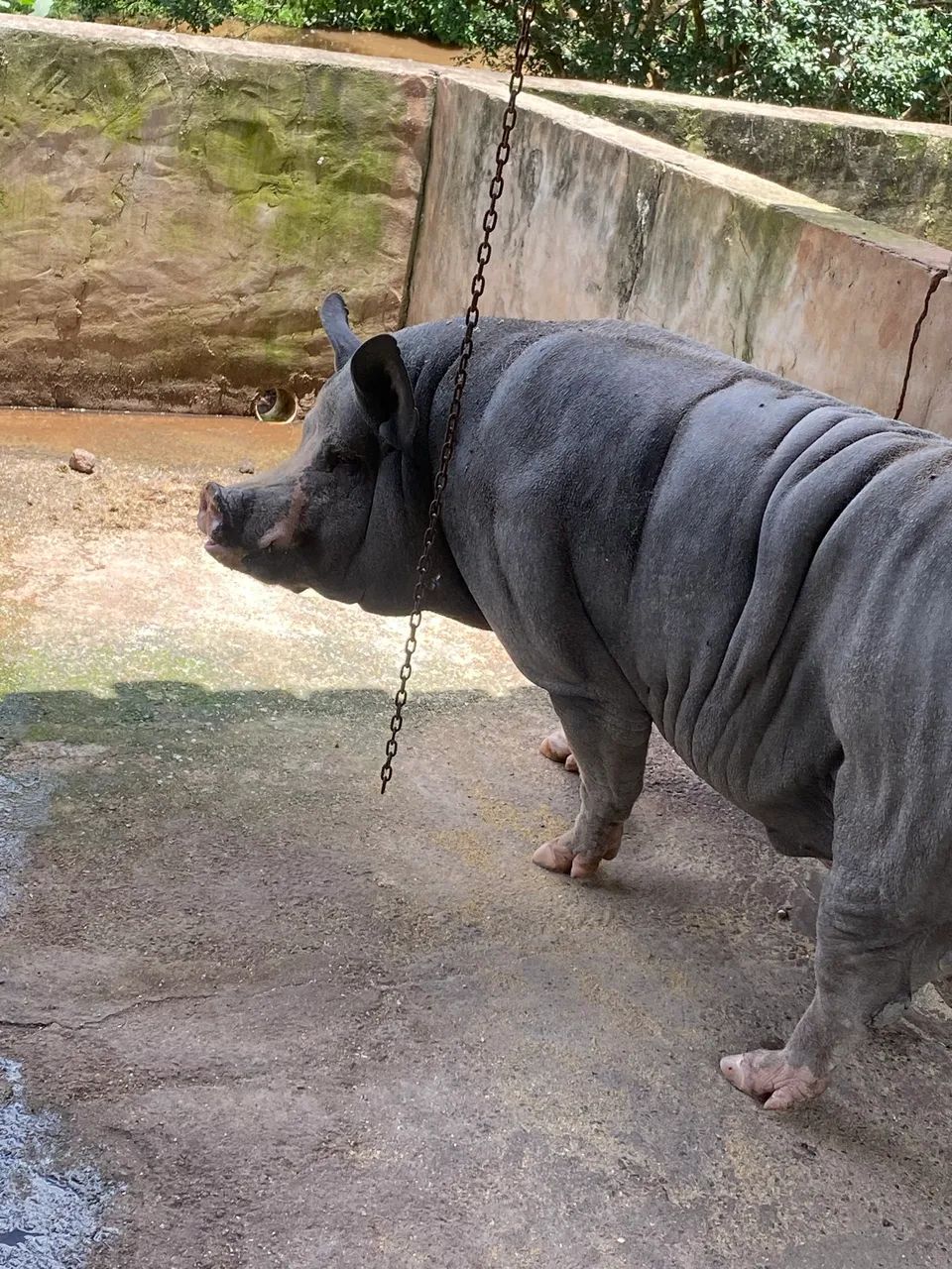 Leitoada top - Foto 2