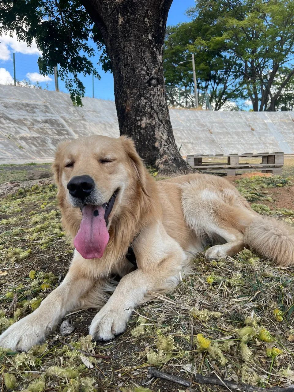 Golden Retriever macho Pedigree - Foto 5