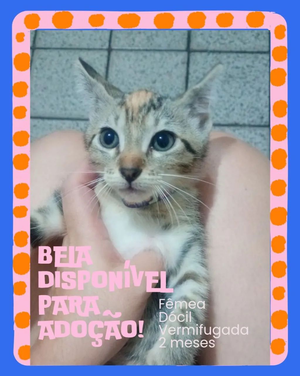 Adoção responsável  - Foto 2