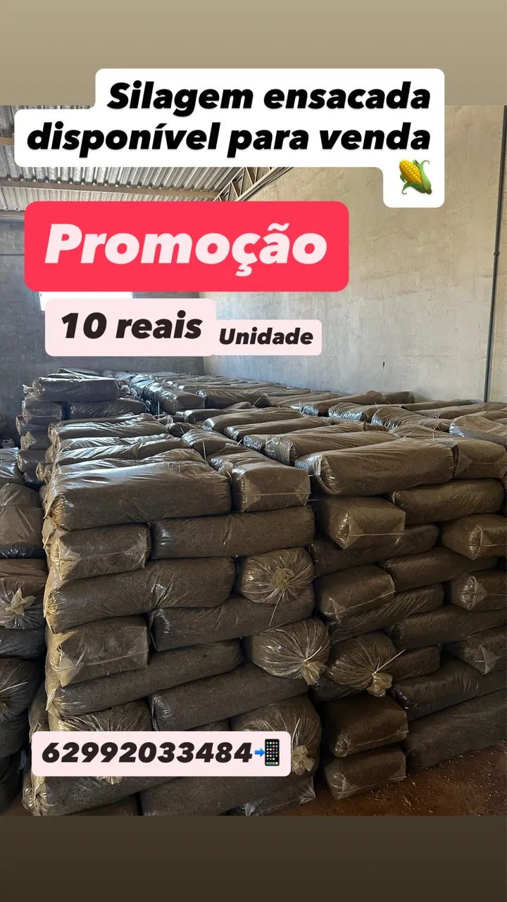 Silagem de milho ensacada e a granel  - Foto 3