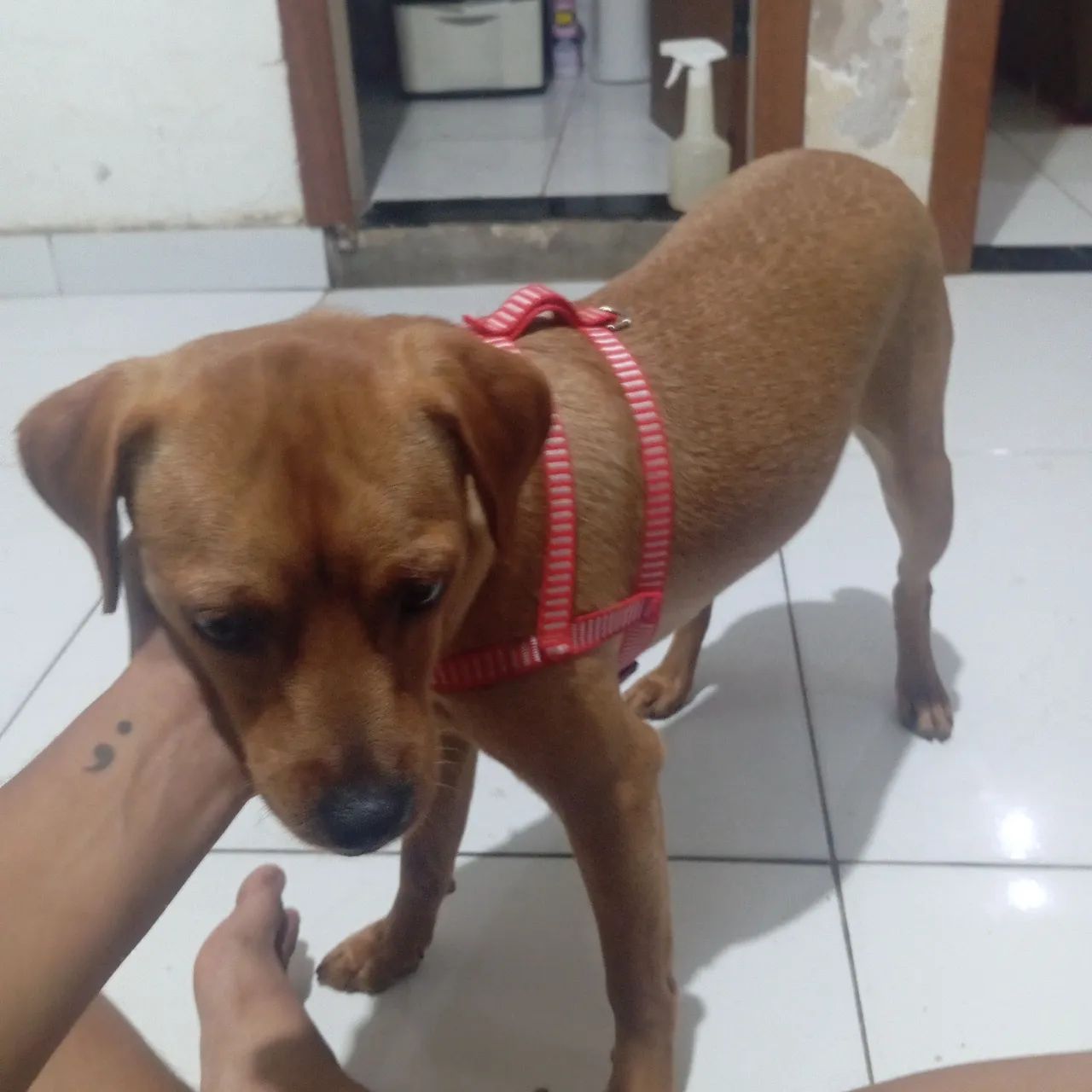Doação responsável  - Foto 3