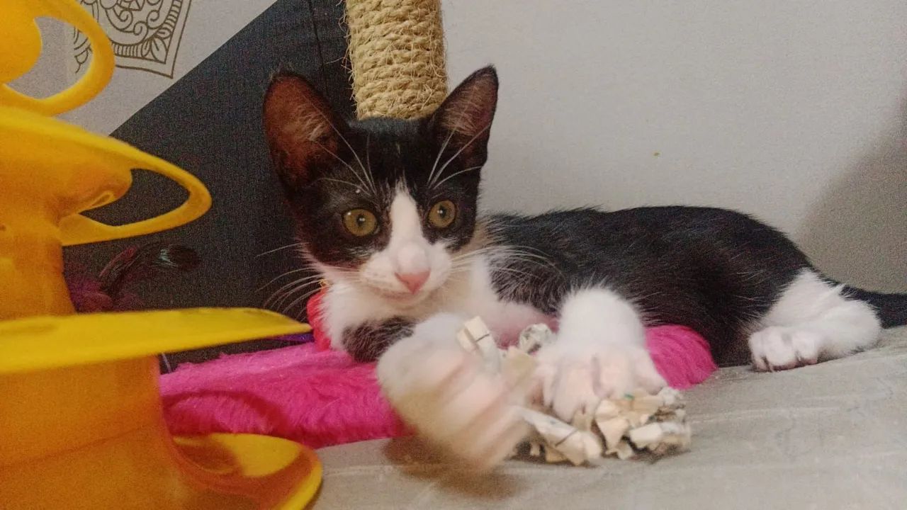 Doação frajolas - Foto 4