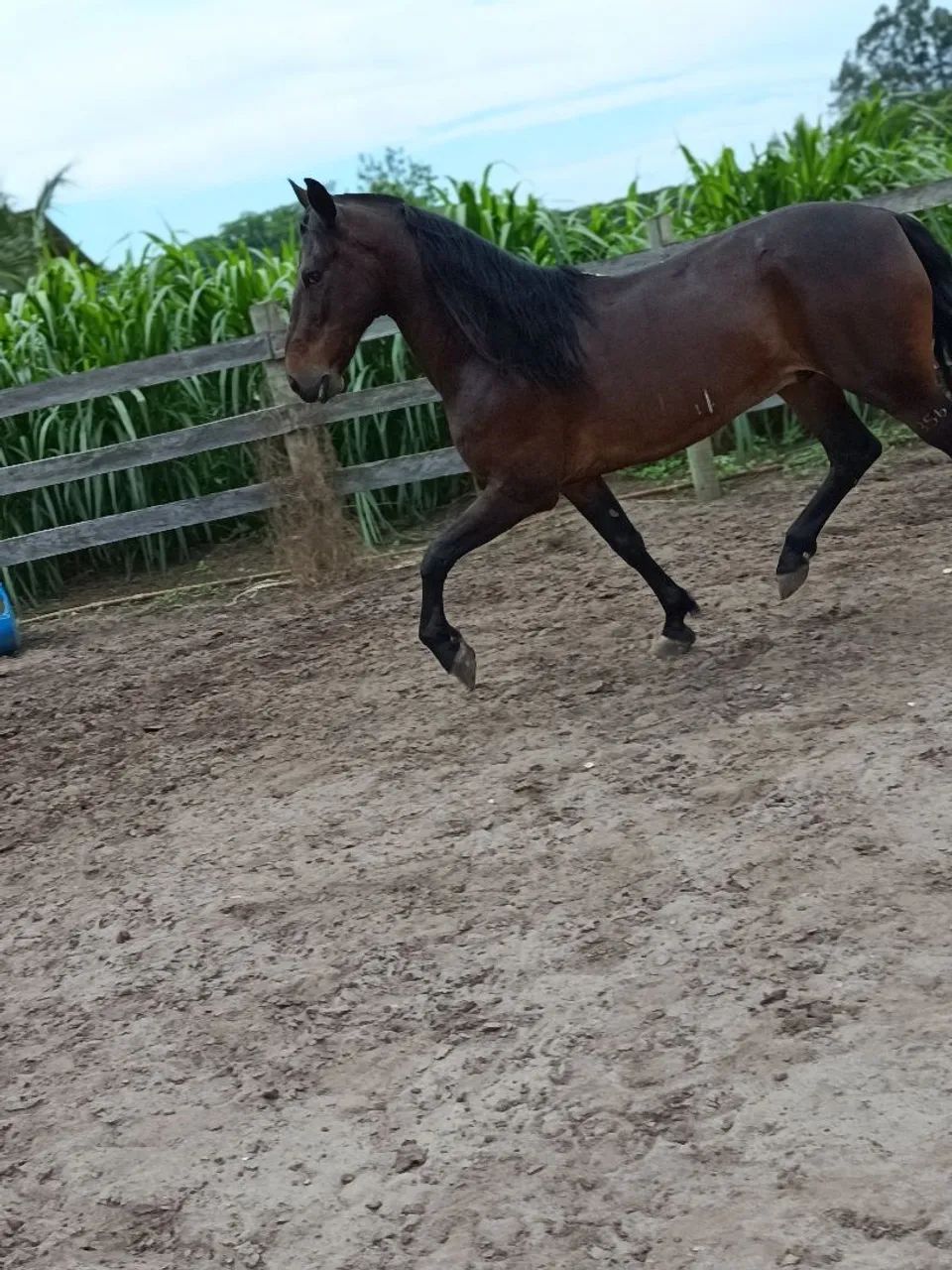 Cavalo 