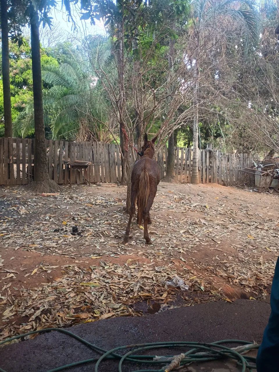burro  - Foto 2