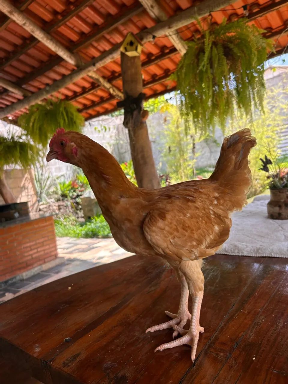 Frango caipira  - Foto 5
