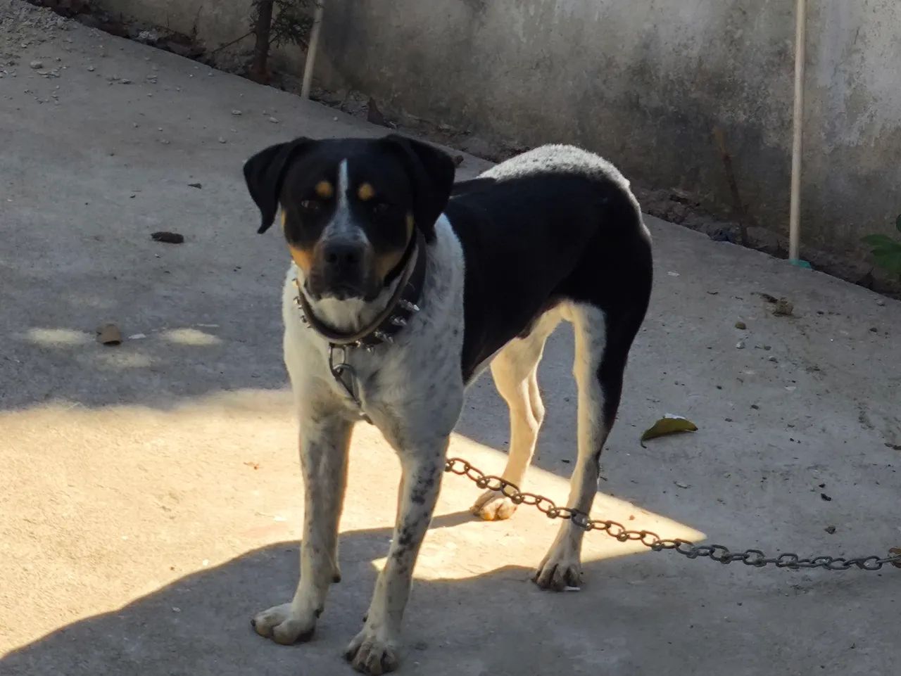 Doa-se Cão Bravo - Foto 5