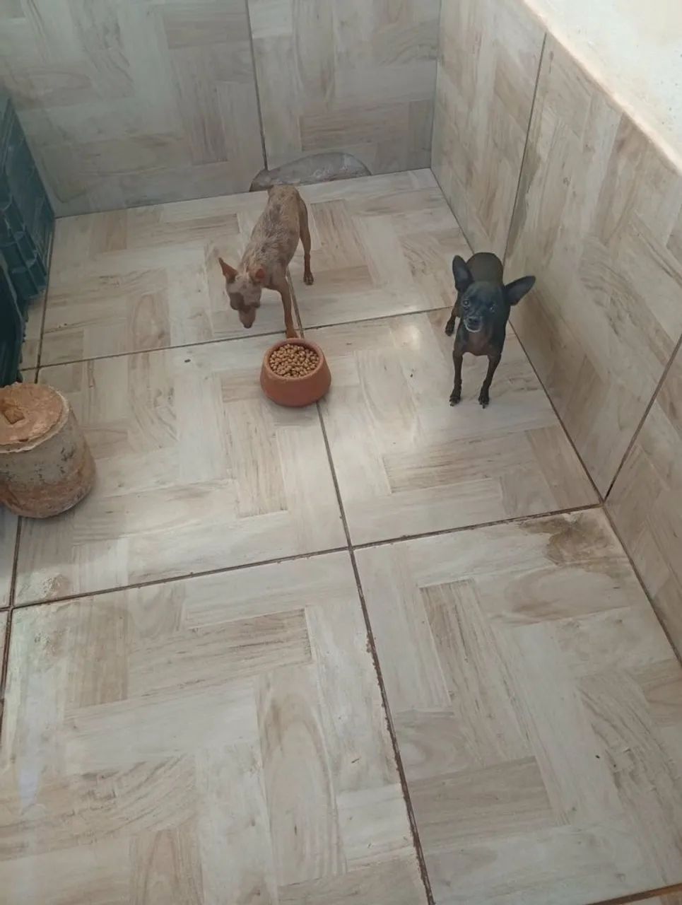 Pinscher Micro - Foto 4