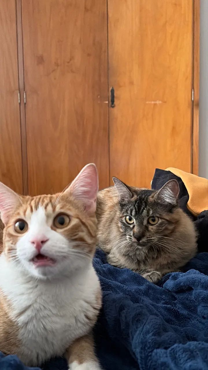 Gatinhos para adoção 
