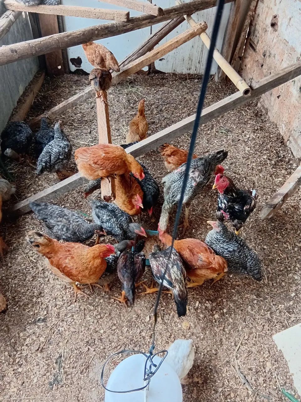 Outros animais  - Foto 2