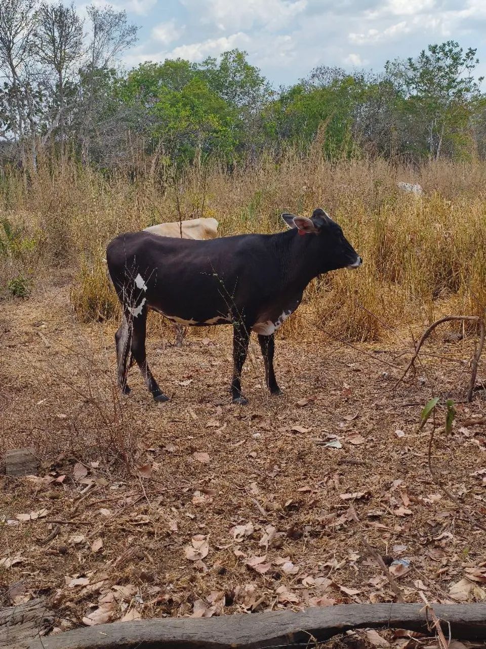 Para venda  - Foto 2