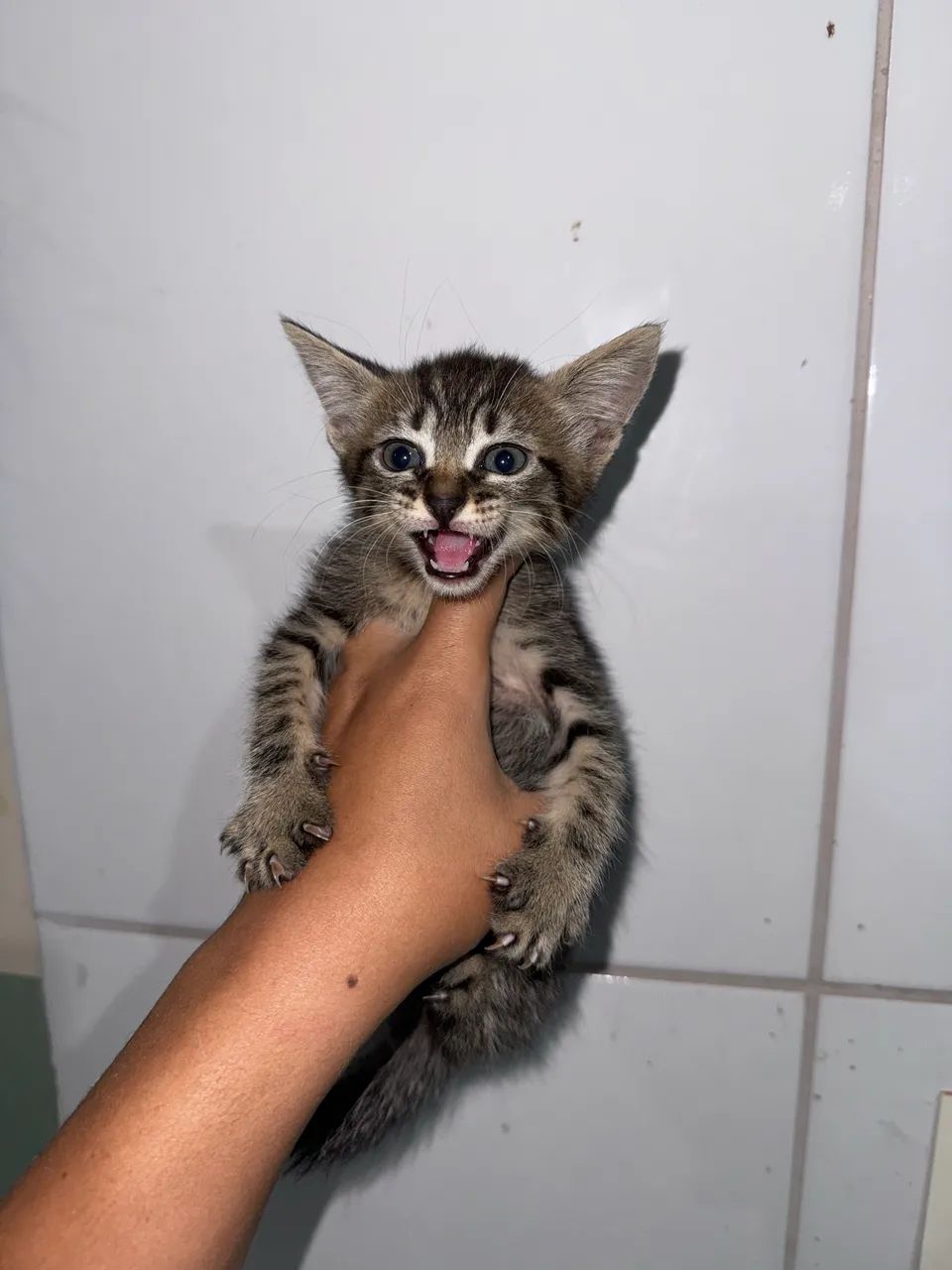 Doação de gatas fêmeas  - Foto 2