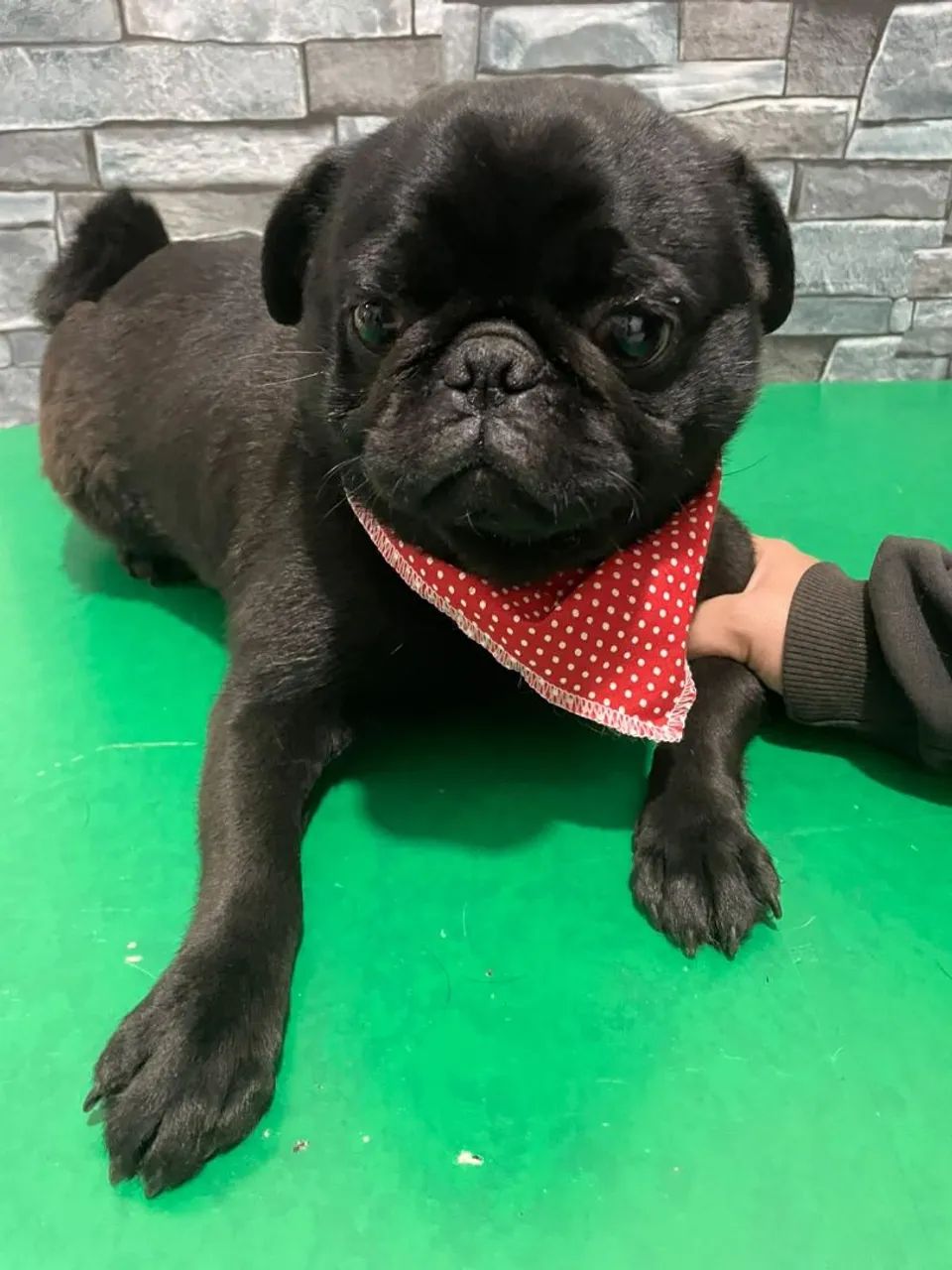 Pug macho 