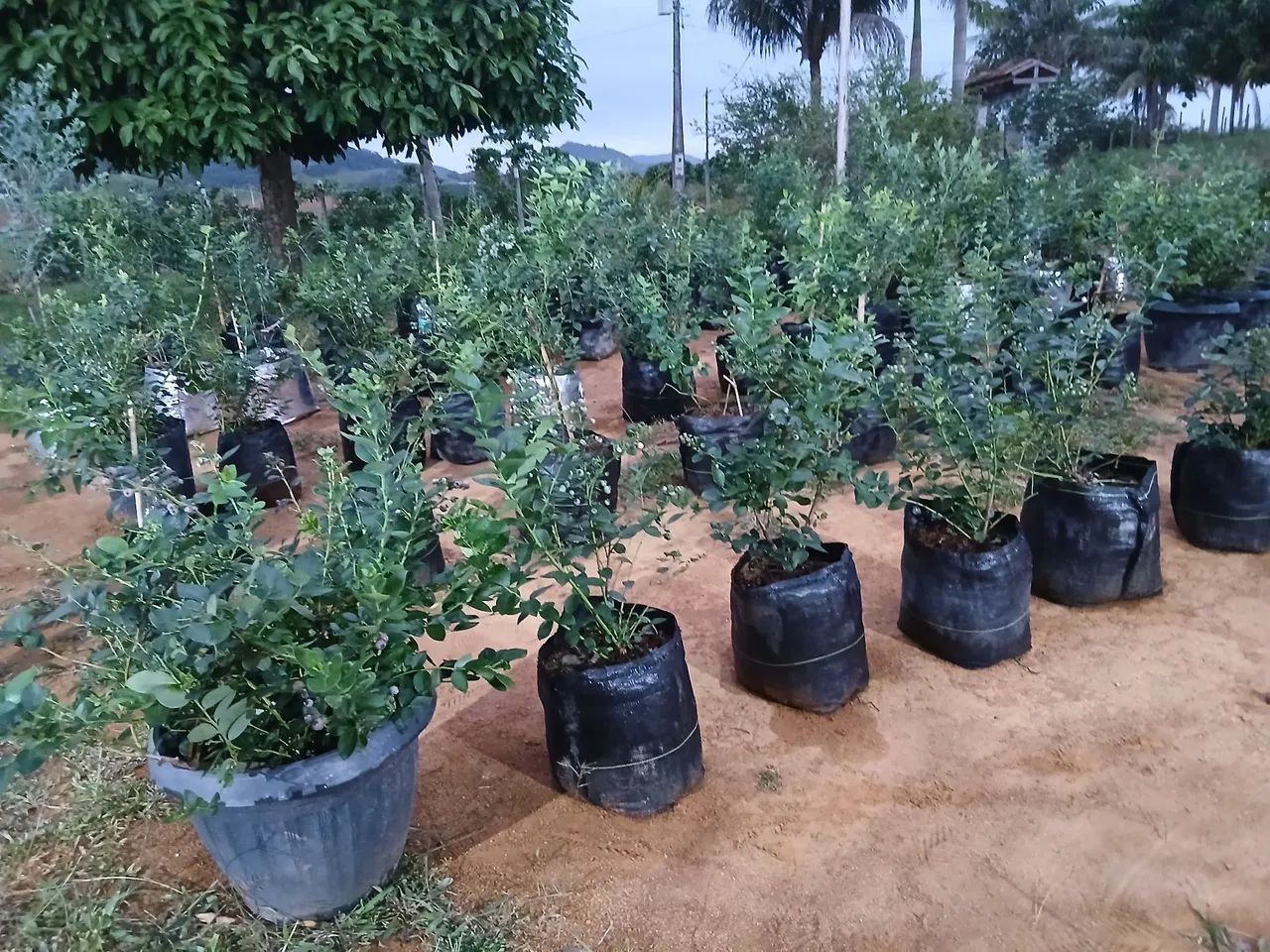 Mudas de mirtilo - Foto 4