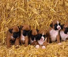 Boxer Machos e Femeas 