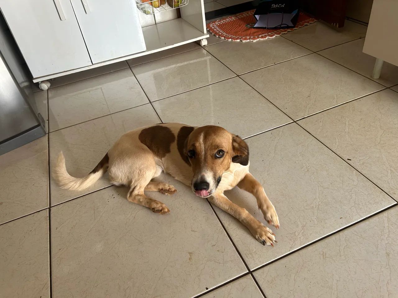 Doação cachorra - Foto 2