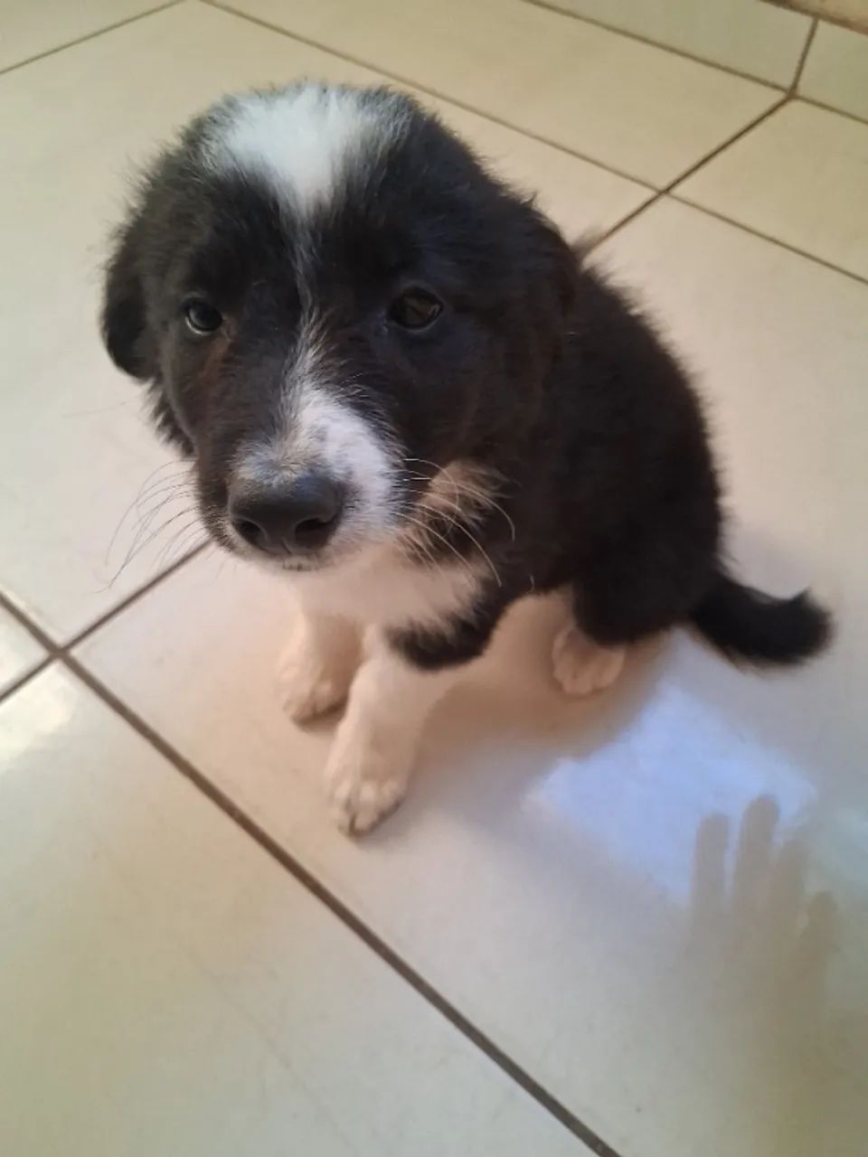 Vendo filhote de border collie. 750,00 para sair hj. - Foto 4