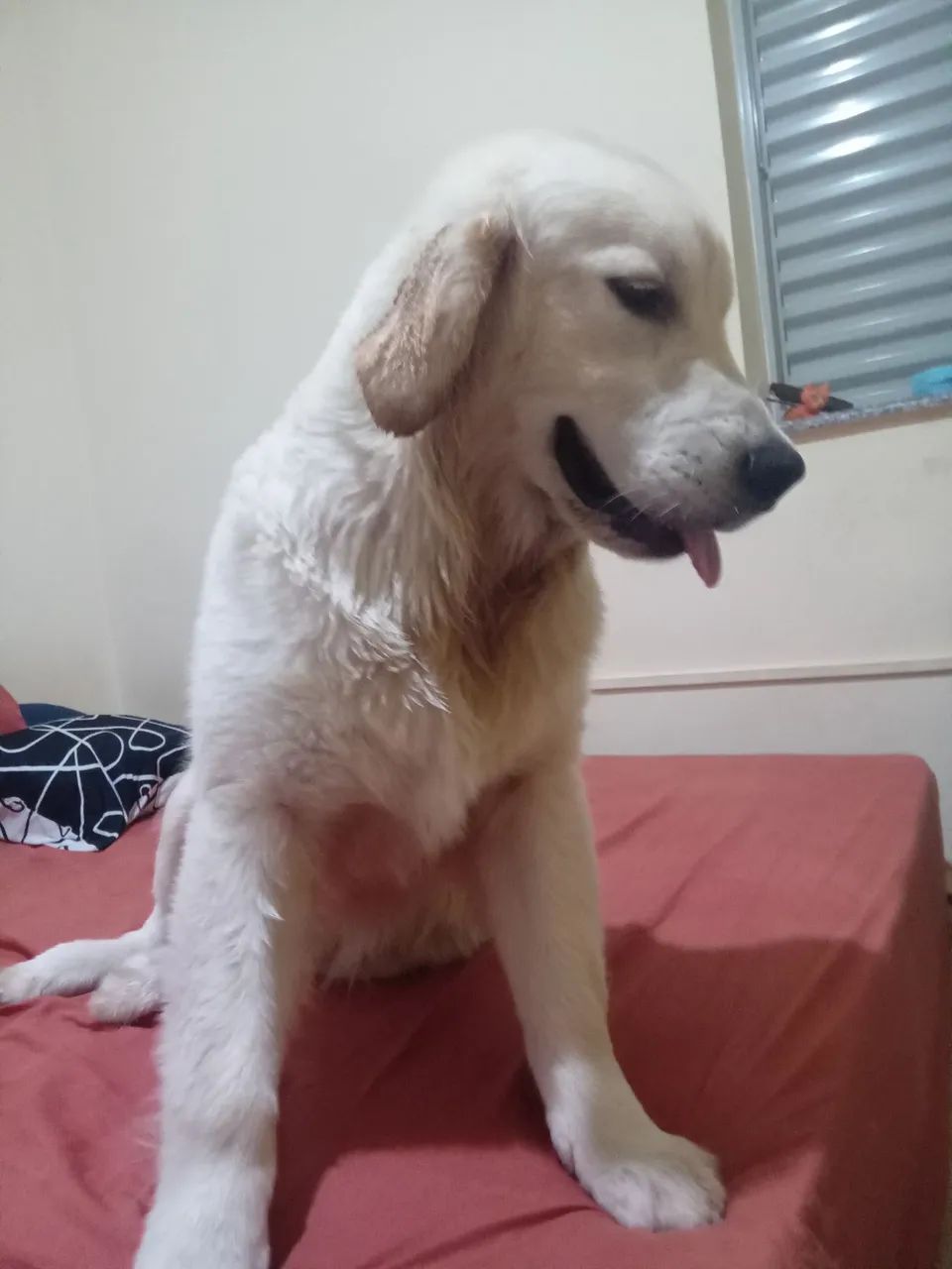 Doação Golden Macho - Foto 2
