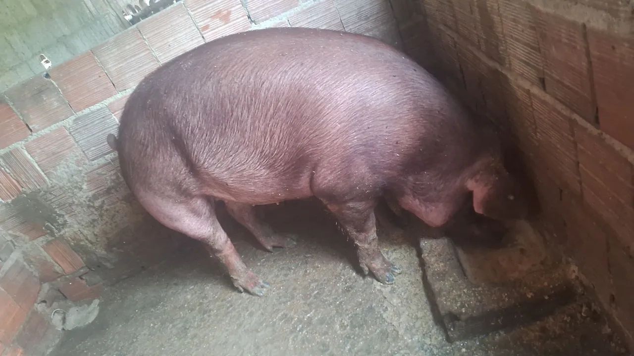 Venda matriz duroc po