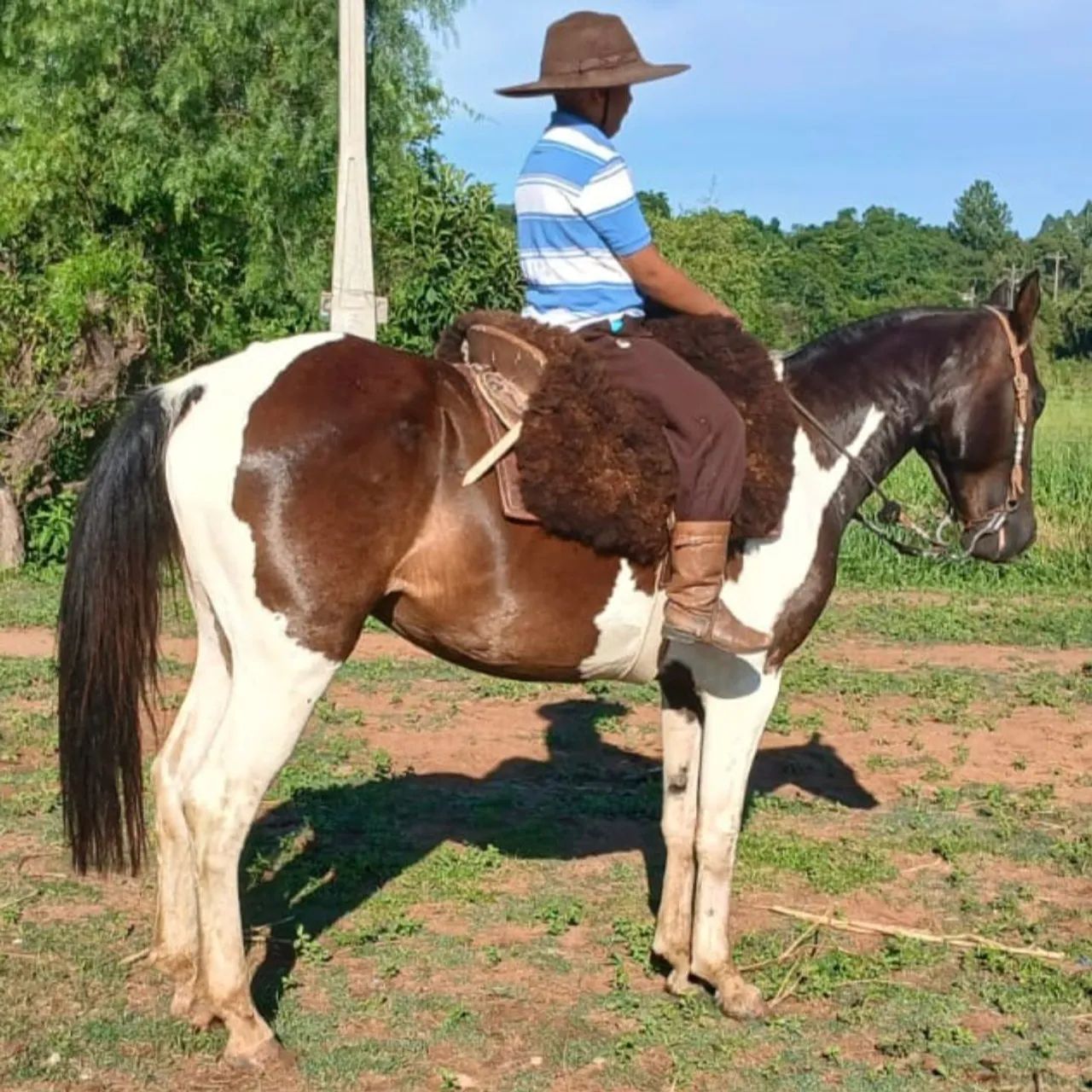 Tobiano bem mansinho de 5 anos - Foto 4