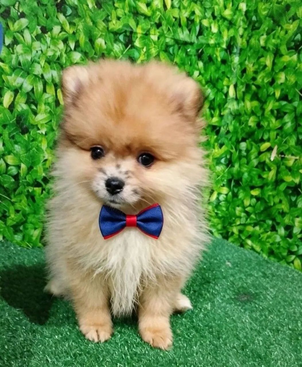 Lulu ,spitz alemão  - Foto 5