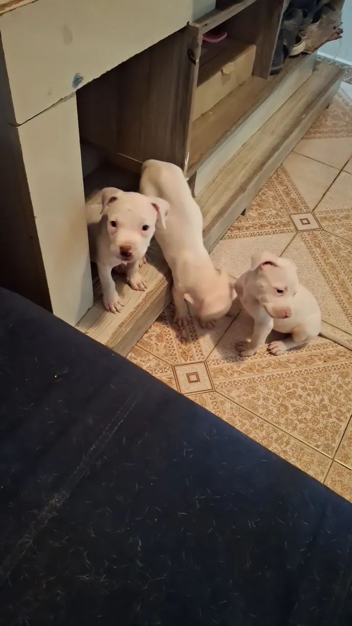 Filhotes de pitbul puro disponível  - Foto 2