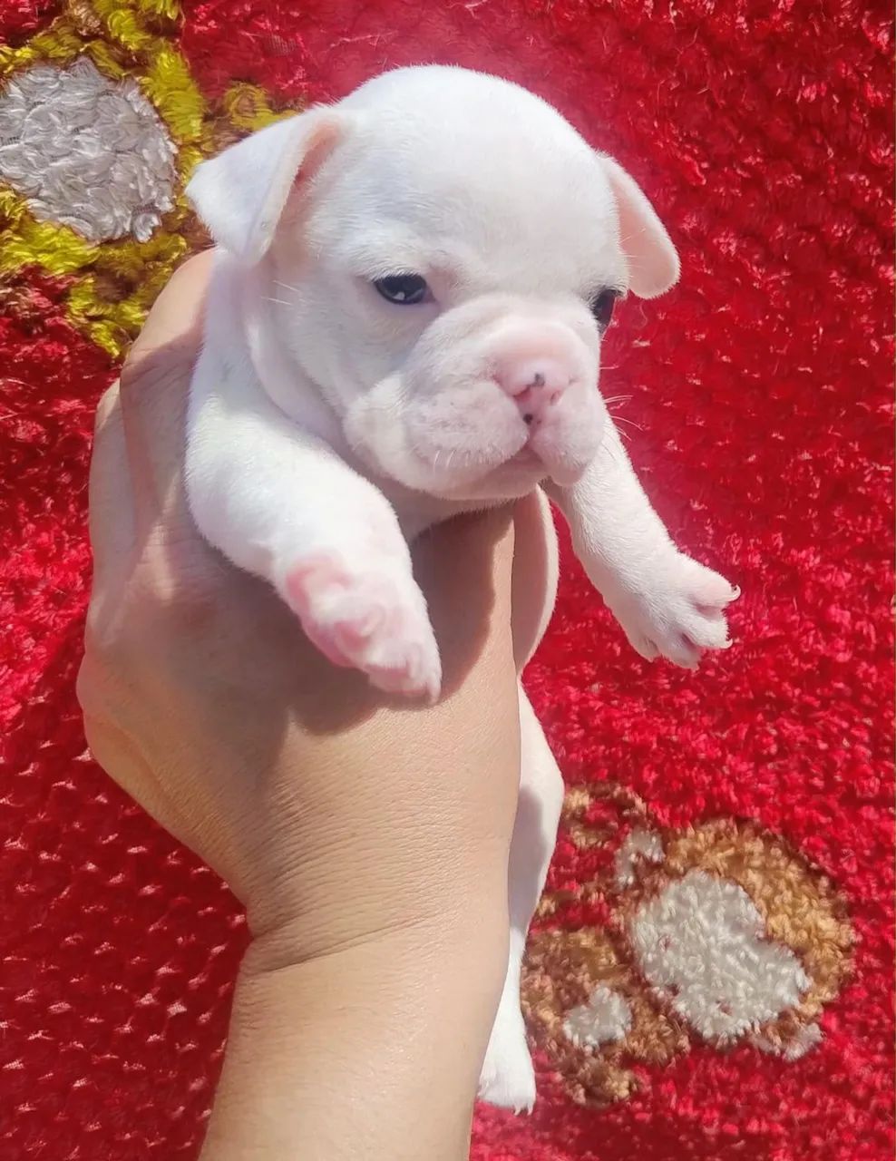Cachorro 