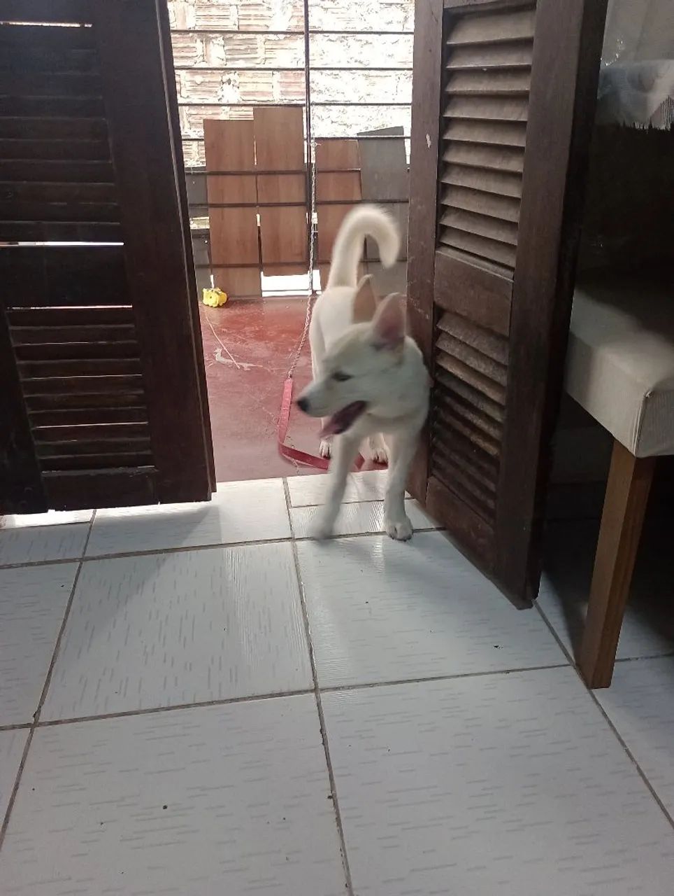 Husky siberiano  - Foto 3