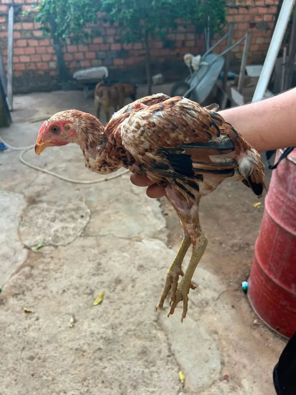 Frango caipira  - Foto 4