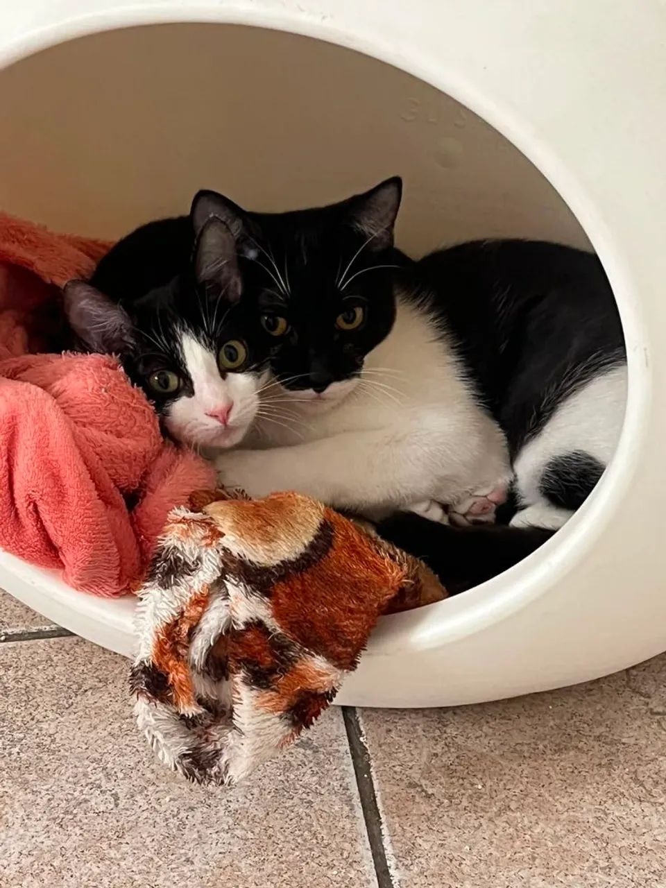 Doa se Bibi e Batiminha, 4 m., castradas, vacinadas ,vermif. e test. Fiv.felv neg Mooca SP